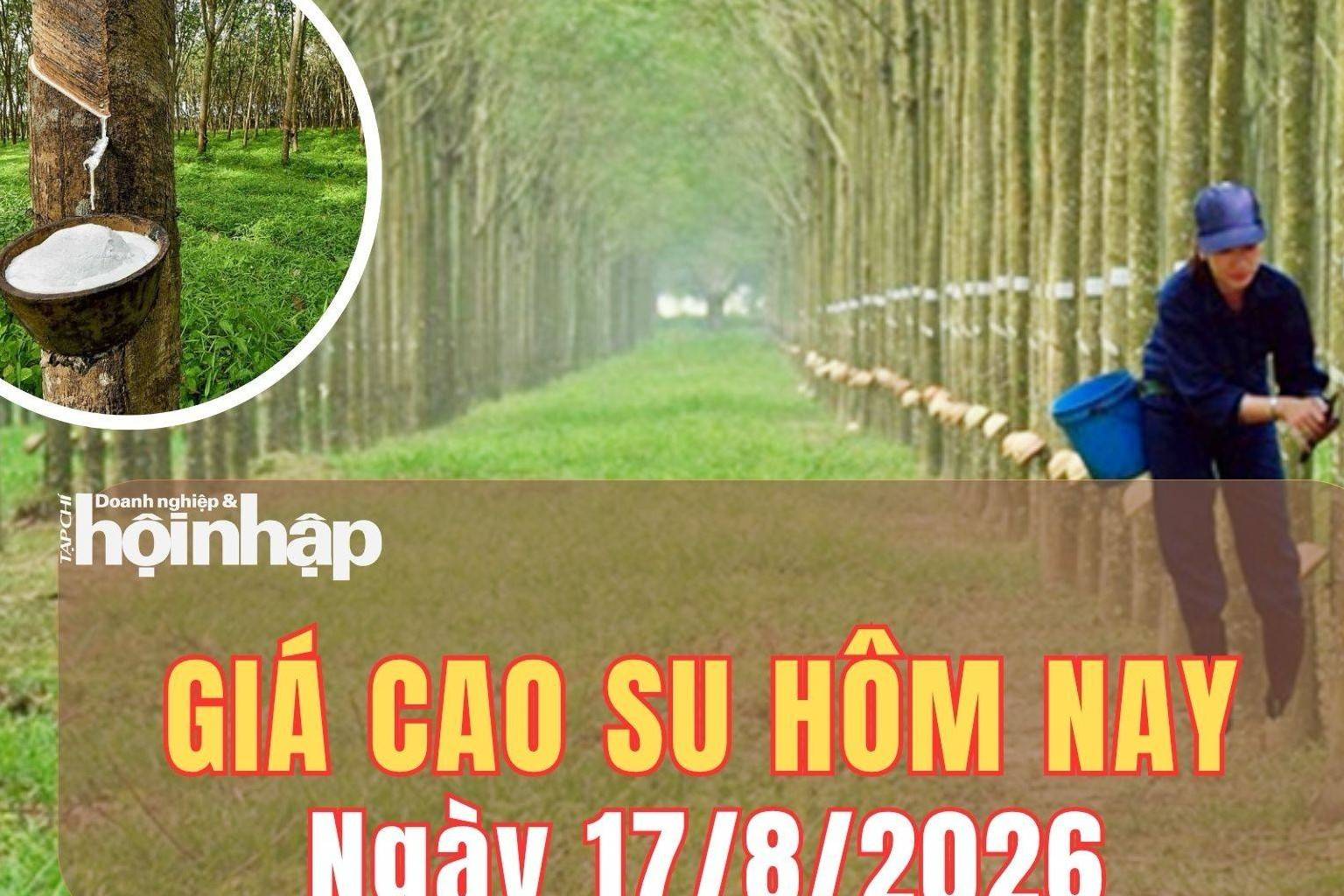 Giá cao su hôm nay 17/8/2026: Kết thúc tuần qua, giá cao su trong nước ổn định, thế giới trái chiều