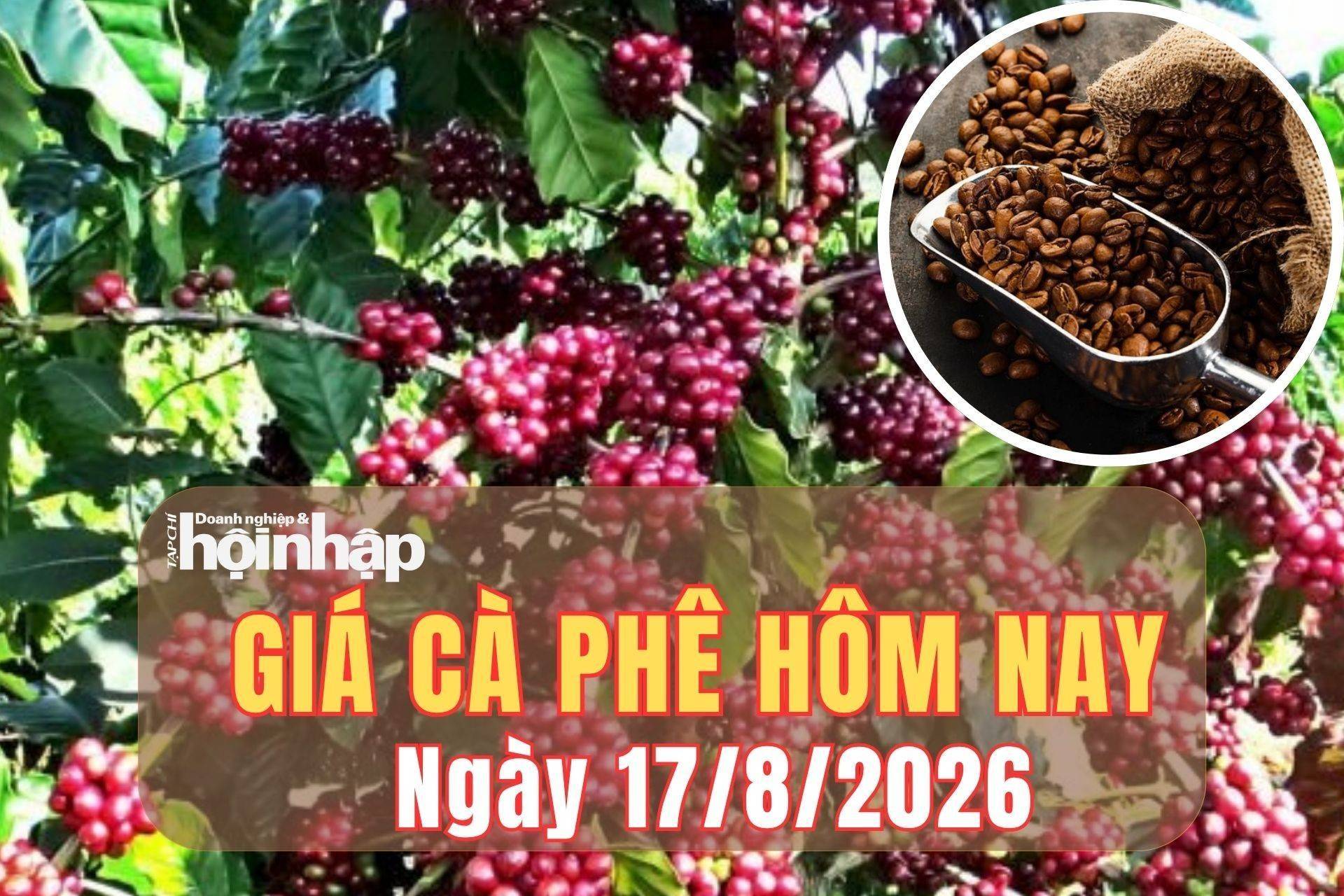 Giá cà phê hôm nay 17/8/2026: Kết thúc tuần qua, giá cà phê Tây Nguyên giảm 2.100 đồng/kg