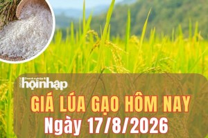 Giá lúa gạo hôm nay 17/8/2026: Giá lúa gạo trong nước tiếp tục ổn định, gạo châu Á tăng
