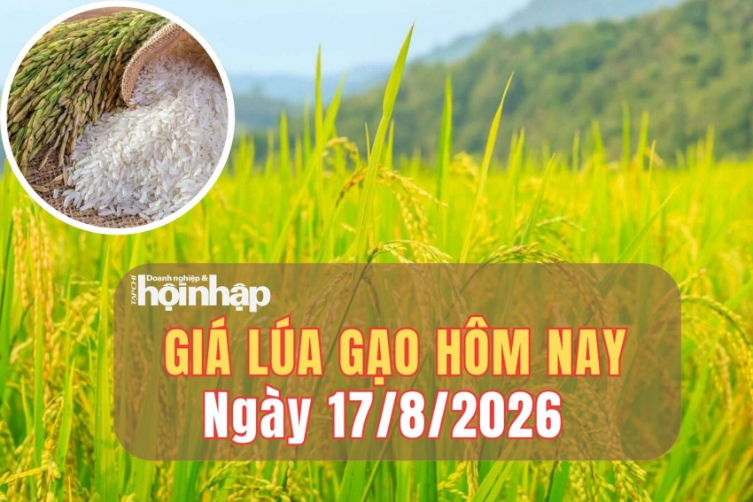 Giá lúa gạo hôm nay 17/8/2026: Giá lúa gạo trong nước tiếp tục ổn định, gạo châu Á tăng