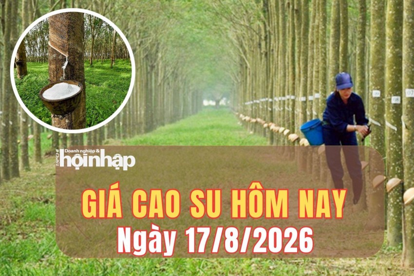 Giá cao su hôm nay 17/8/2026: Kết thúc tuần qua, giá cao su trong nước ổn định, thế giới trái chiều