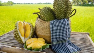 Sầu riêng Việt Nam phải tăng giá trị thay vì tăng diện tích