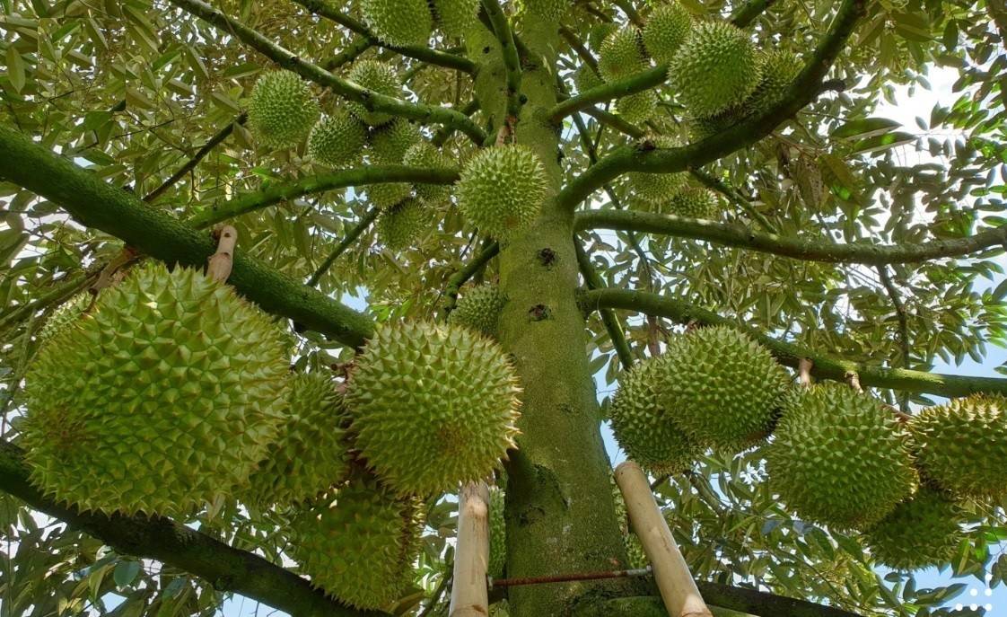 Sầu riêng Việt Nam phải tăng giá trị thay vì tăng diện tích