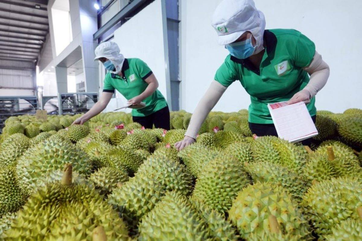 Rau quả xuất khẩu rộng cửa tăng tốc trong nửa cuối năm