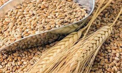 Giá lúa mì bật tăng, nguồn cung toàn cầu chịu sức ép