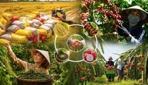 Bài 14: Doanh nghiệp nhỏ, mắt xích lớn của chuỗi nông sản
