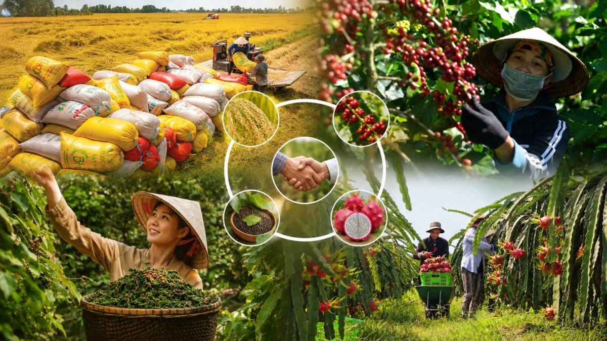 Bài 14: Doanh nghiệp nhỏ, mắt xích lớn của chuỗi nông sản