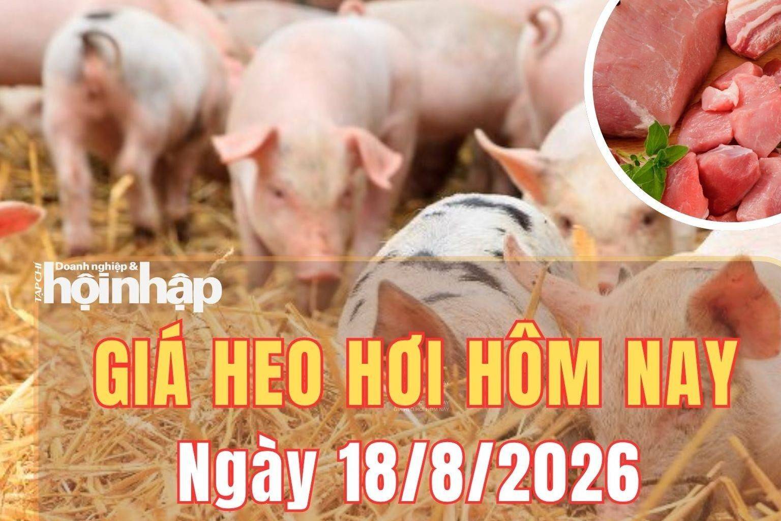 Giá heo hơi hôm nay 18/8/2026: Giá heo hơi đồng loạt giảm ở cả ba miền