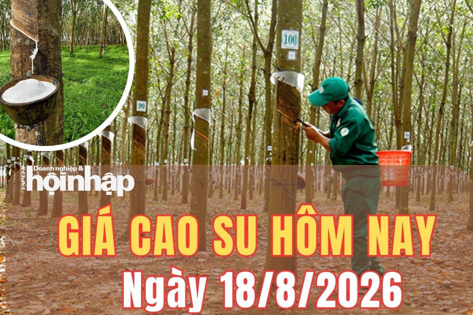 Giá cao su hôm nay 18/8/2026: Giá cao su thế giới tiếp tục trái chiều nhưng nghiêng tăng