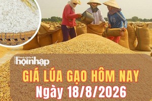 Giá lúa gạo hôm nay 18/8/2026: Giá Gạo nguyên liệu quay đầu giảm nhẹ, phụ phẩm trái chiều
