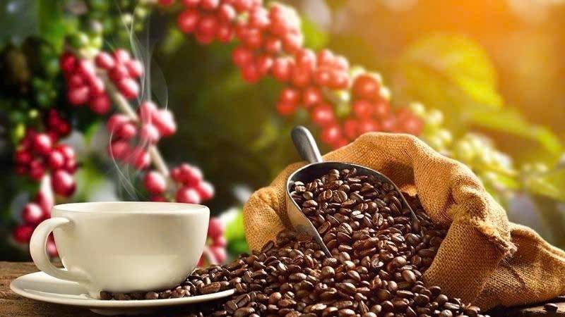Tồn kho Arabica trên Sở ICE US giảm 40 phiên liên tiếp, hỗ trợ giá cà phê đồng loạt phục hồ