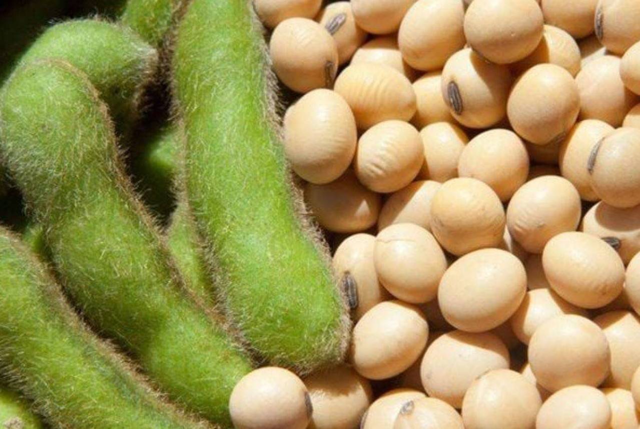 Tồn kho tăng cao, giá đậu tương thế giới vẫn đồng loạt bứt phá