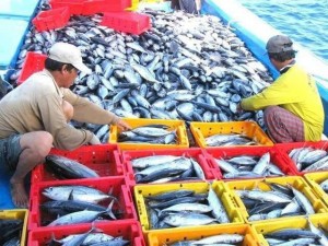 VASEP dự báo xuất khẩu thủy sản đạt 12,5 tỷ USD năm nay