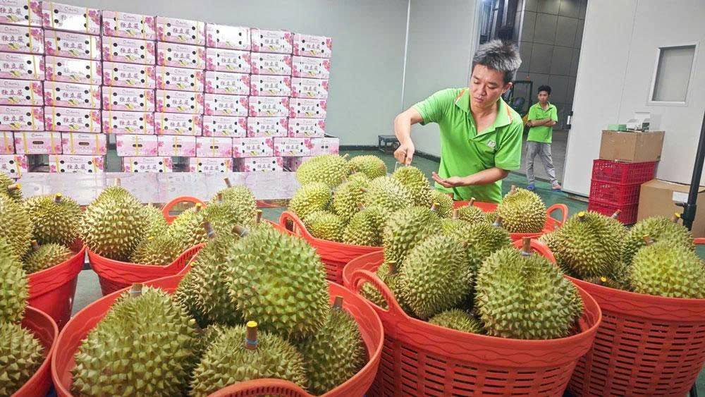 Với nông sản tươi, chênh lệch vài ngày không đơn thuần là câu chuyện logistics. Đó có thể là chênh lệch giữa một lô hàng đạt chất lượng và một lô hàng chịu rủi ro giảm phẩm cấp.