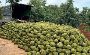 Đường sắt Trung Quốc - Lào, Việt Nam đứng trước cuộc đua nông sản