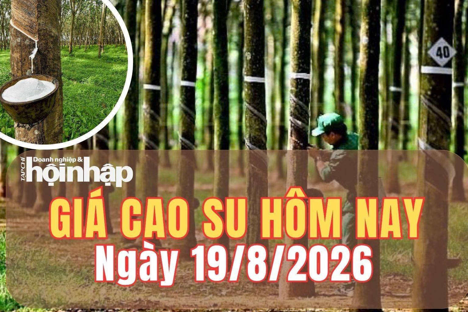 Giá cao su hôm nay 19/8/2026: Giá cao su trên sàn SHFE đồng loạt tăng