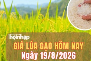Giá lúa gạo hôm nay 19/8/2026: Một số giống lúa tăng nhẹ, giá gạo đi ngang