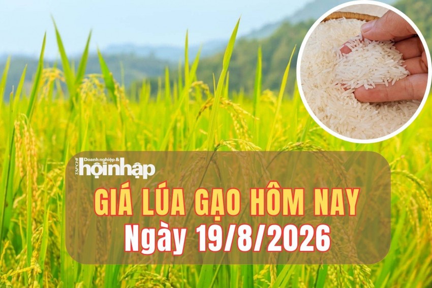 Giá lúa gạo hôm nay 19/8/2026: Một số giống lúa tăng nhẹ, giá gạo đi ngang