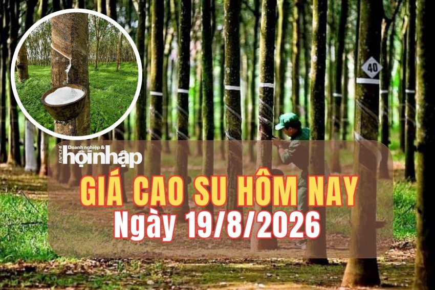 Giá cao su hôm nay 19/8/2026: Giá cao su trên sàn SHFE đồng loạt tăng