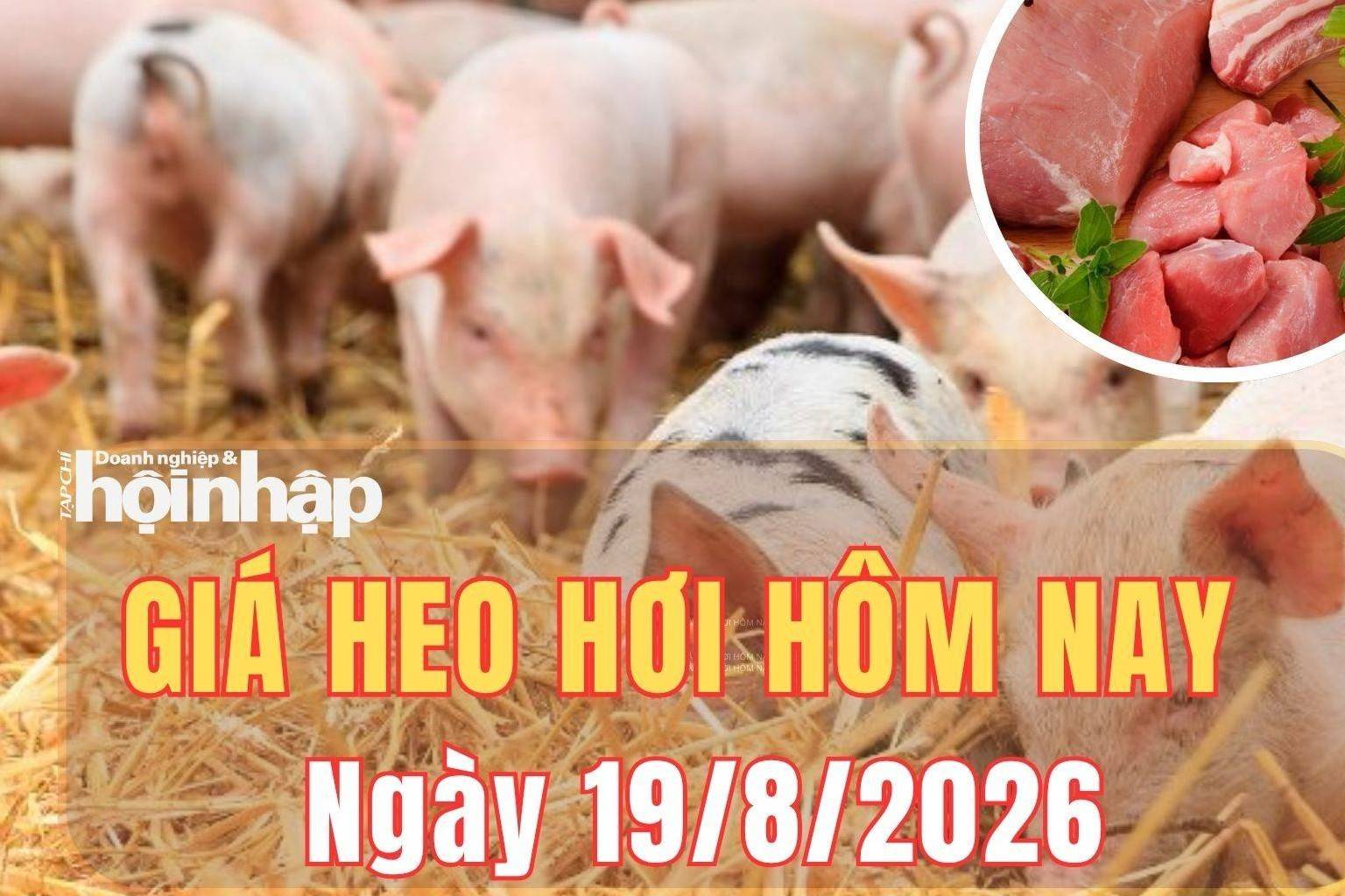 Giá heo hơi hôm nay 19/8/2026: Giá heo hơi đồng loạt tăng nhẹ