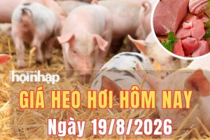 Giá heo hơi hôm nay 19/8/2026: Giá heo hơi đồng loạt tăng nhẹ