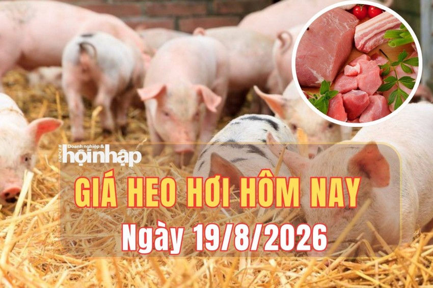 Giá heo hơi hôm nay 19/8/2026: Giá heo hơi đồng loạt tăng nhẹ