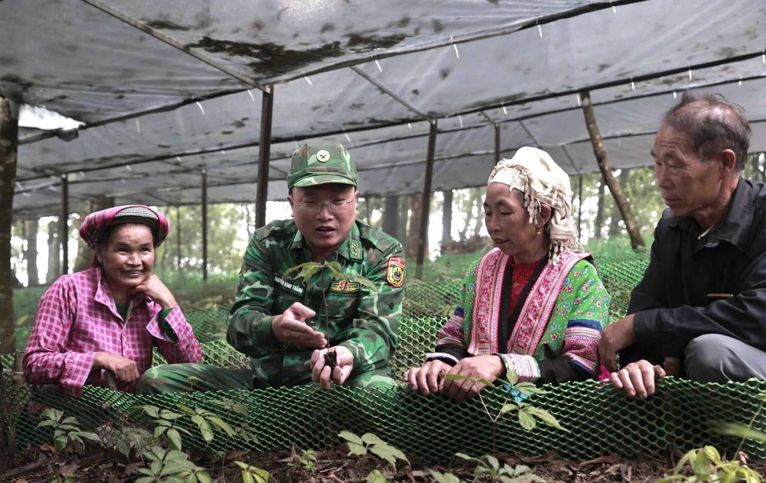 Bộ đội Biên phòng hướng dẫn kỹ thuật trồng Sâm Lai Châu cho bà con bản Ngài Thầu.