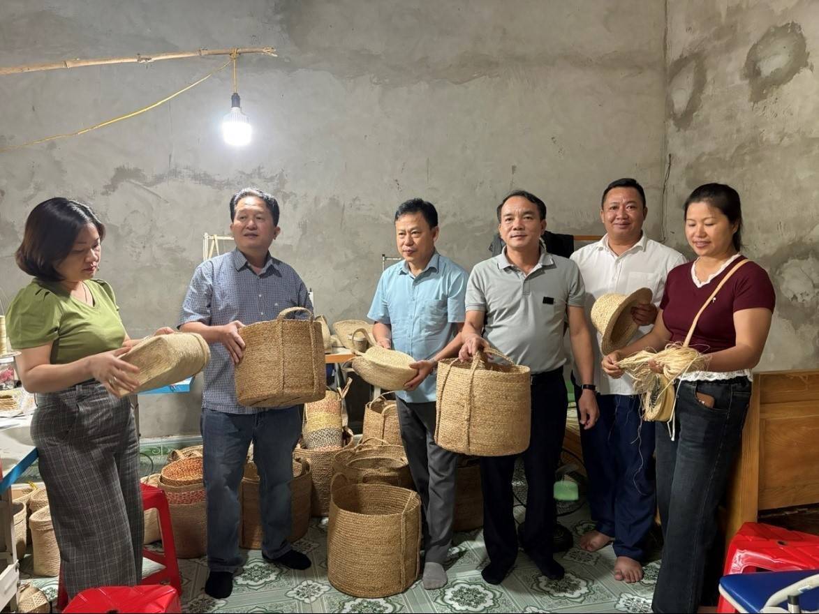 Từ cây chuối đến chuỗi giá trị: HTX Bảo Thắng, Lào Cai trước bài toán đầu ra