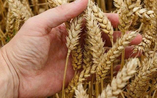 Giá lúa mì giảm mạnh trước sức ép nguồn cung từ Biển Đen và Mỹ