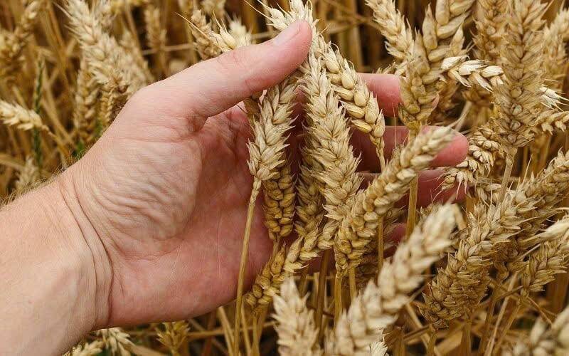 Lúa mì chịu sức ép giảm giá lớn do nguồn cung Biển Đen và vụ mùa thuận lợi tại Mỹ