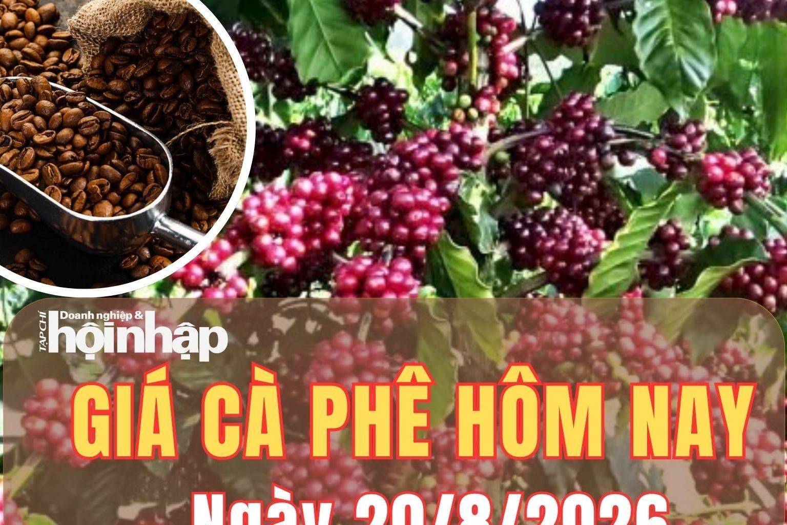 Giá cà phê hôm nay 20/8/2026: Giá cà phê trong nước tăng 1.500 đồng/kg, thế giới quay đầu giảm