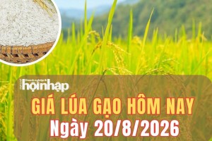 Giá lúa gạo hôm nay 20/8/2026: Giá gạo nguyên liệu giảm nhẹ