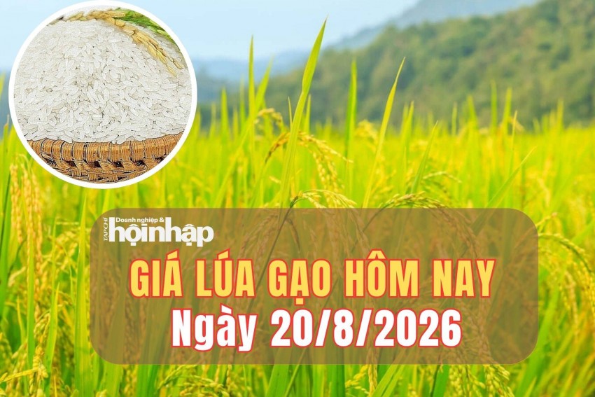 Giá lúa gạo hôm nay 20/8/2026: Giá gạo nguyên liệu giảm nhẹ