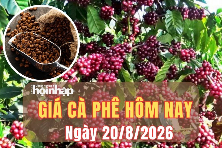 Giá cà phê hôm nay 20/8/2026: Giá cà phê trong nước tăng 1.500 đồng/kg, thế giới quay đầu giảm