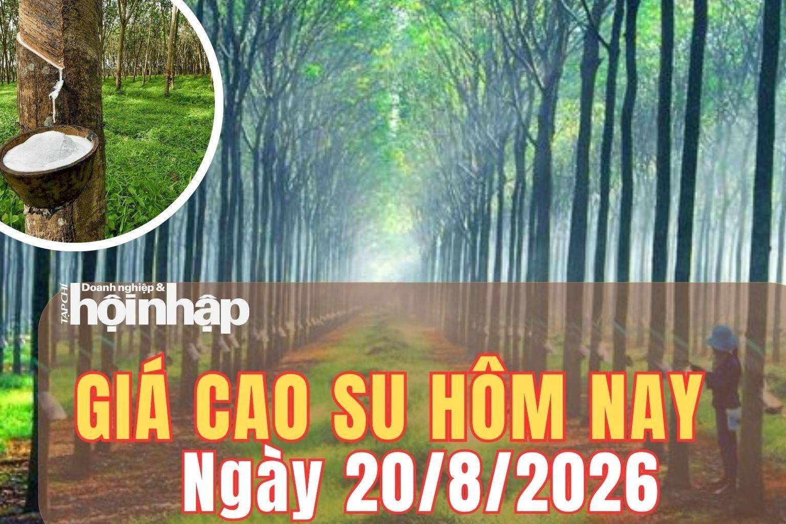 Giá cao su hôm nay 20/8/2026: Giá cao su thế giới tăng trên các sàn chủ chốt