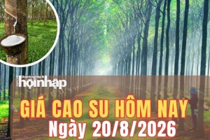 Giá cao su hôm nay 20/8/2026: Giá cao su thế giới tăng trên các sàn chủ chốt