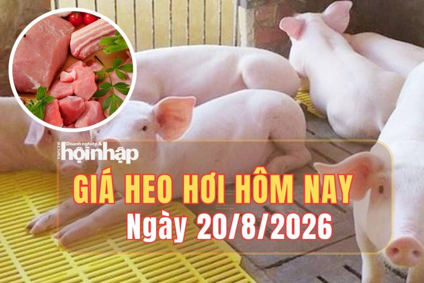 Giá heo hơi hôm nay 20/8/2026: Giá heo hơi tiếp đà tăng trên cả nước