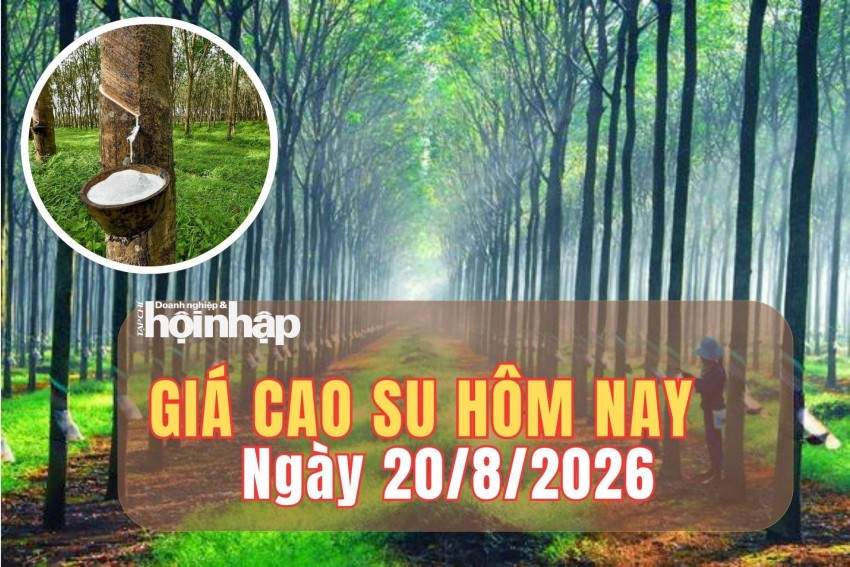 Giá cao su hôm nay 20/8/2026: Giá cao su thế giới tăng trên các sàn chủ chốt