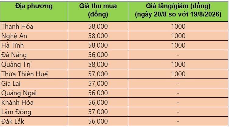 Bảng giá heo hơi tại miền Trung - Tây Nguyên hôm nay 20/8/2026