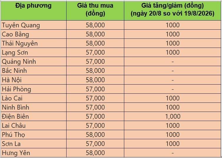 Bảng giá heo hơi tại miền Bắc hôm nay 20/8/2026