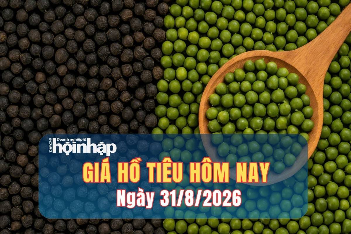 Giá tiêu hôm nay 29/8/2026: Đảo chiều giảm tới 1.500 đồng/kg