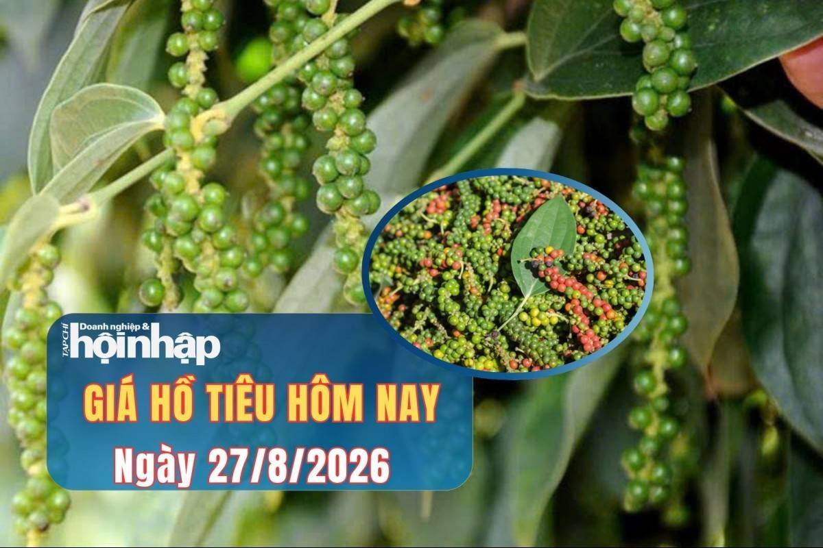 Giá tiêu hôm nay 27/8/2026: Hồ tiêu tăng nhẹ, Việt Nam chiếm 80% thị phần Mỹ