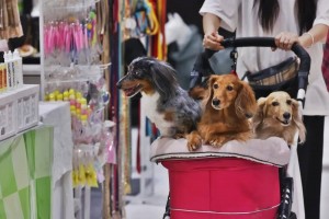Hải quan lưu ý doanh nghiệp xuất khẩu cây cảnh, thú cưng