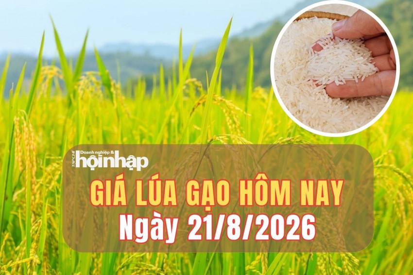 Giá lúa gạo hôm nay 21/8/2026: Giá lúa trái chiều, gạo nguyên liệu và phụ phẩm đồng loạt giảm