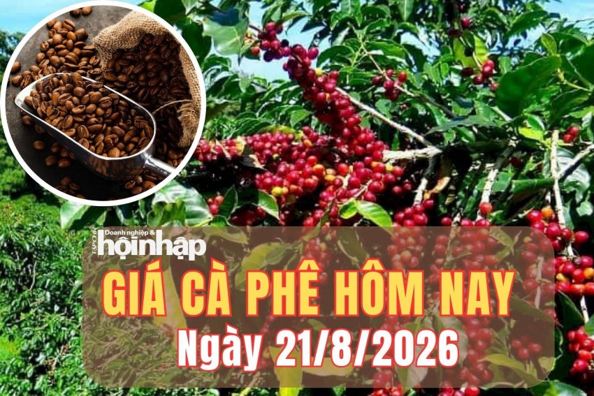 Giá cà phê hôm nay 21/8/2026: Giá cà phê trong nước giảm, robusta chịu áp lực dư cung