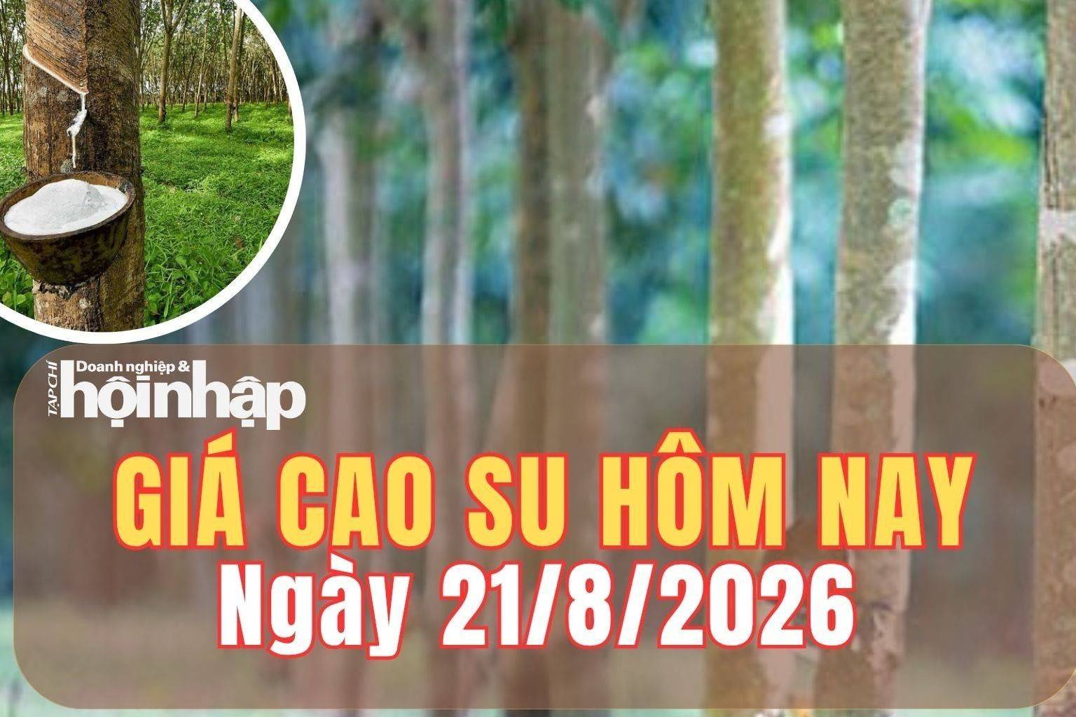Giá cao su hôm nay 21/8/2026: Giá cao su thế giới tiếp đà tăng