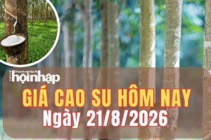 Giá cao su hôm nay 21/8/2026: Giá cao su thế giới tiếp đà tăng