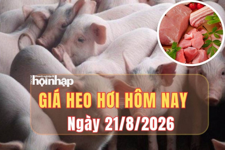 Giá heo hơi hôm nay 21/8/2026: Giá heo hơi tại Đắk Lắk và Cần Thơ tăng nhẹ
