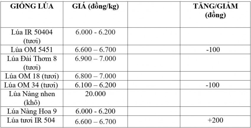 Bảng giá lúa hôm nay 21/8/2026