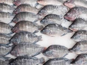 Xuất khẩu cá rô phi: Bùng nổ tại Brazil, mở lối sang Nhật Bản